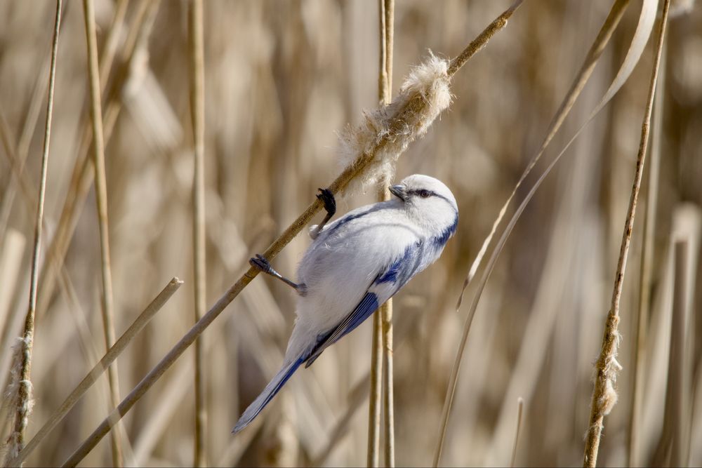 Зеркальный фотоаппарат Canon EOS 2000d