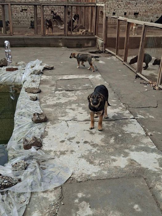 Собака одается в хорошие руки