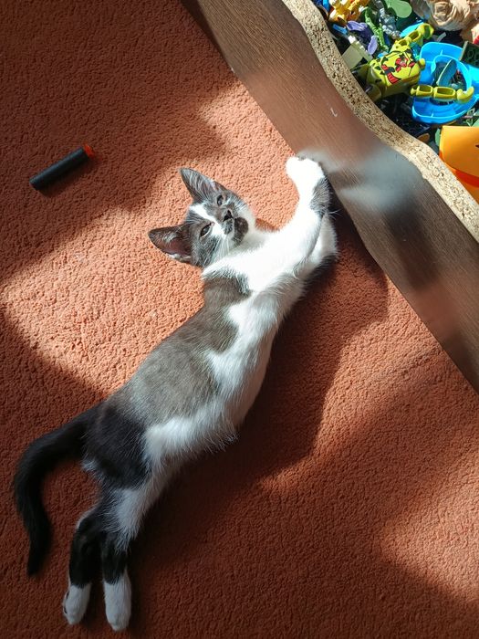 Отдам в добрые руки котенка.