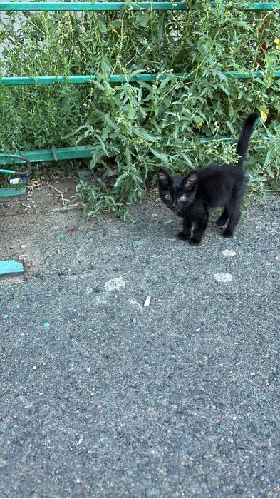 Выкинули котенка