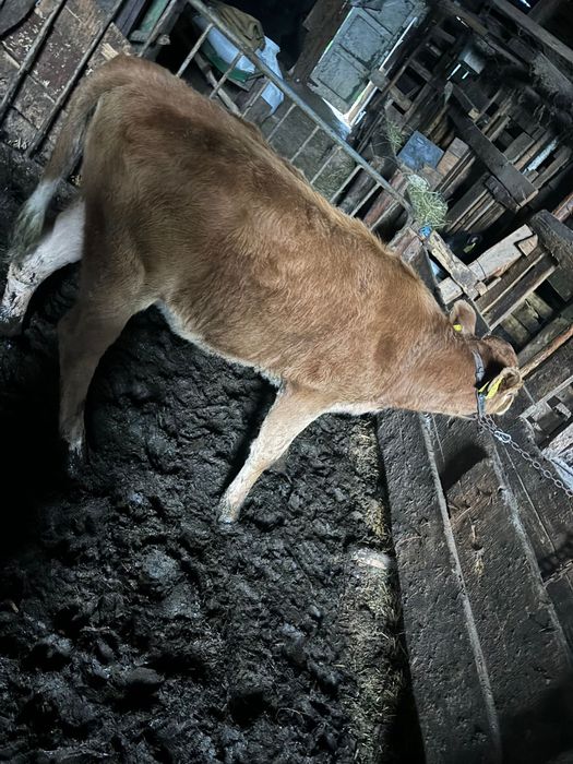 Tăuraș și Vitea bălțata românească