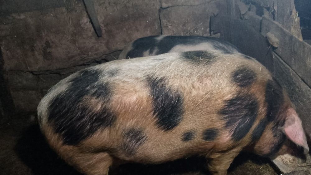 Кабан два года кастрированный