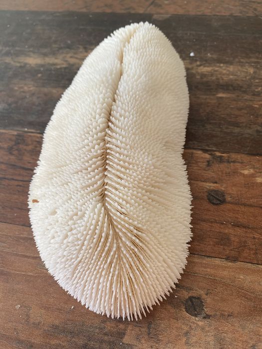 Corali Oceanul Indian