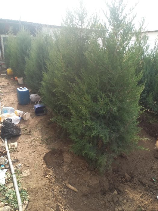 Туя домашний можевельник