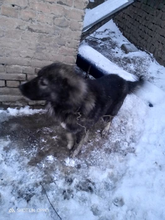 Алабай сатылады 1 жарым жасар