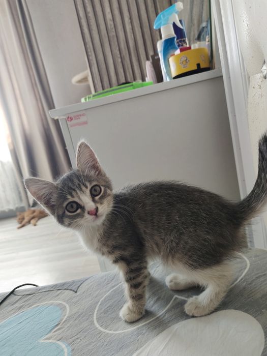 Отдам котенка в добрые руки