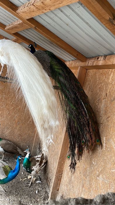 prereche de păuni albi