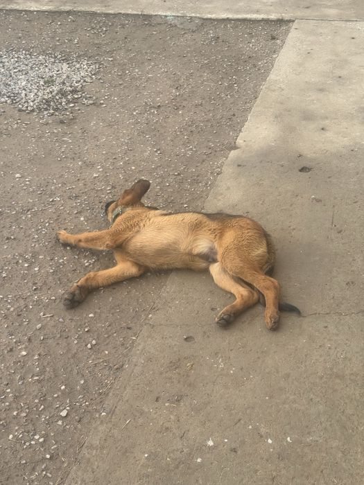 Немецкая овчарка