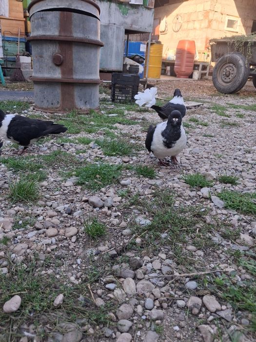 Vand porumbei stroseri negri