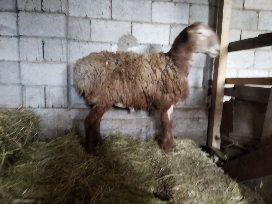 Тоқты қошқар сатылады