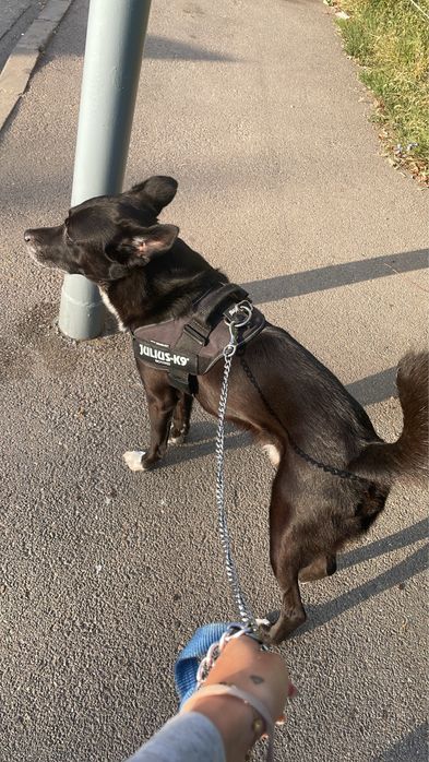 Разхождам кучета | ж.к. Младост