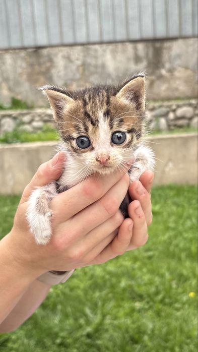 Котята мальчики и девочки в добрые руки