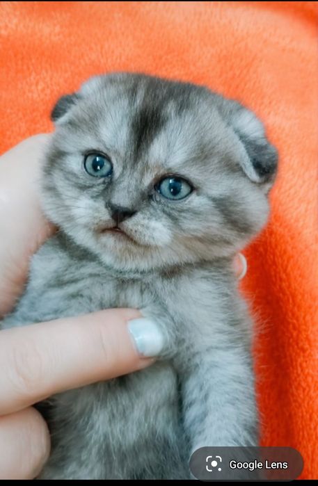 Шотландский вислоухий