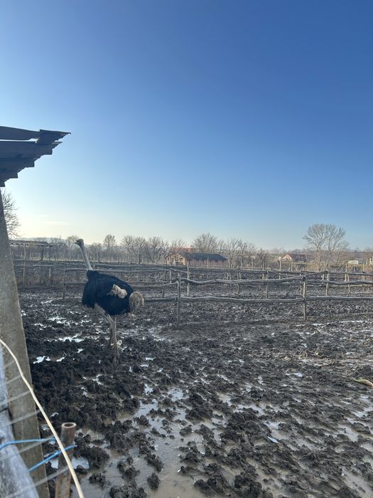 Vand doua familii de struți!