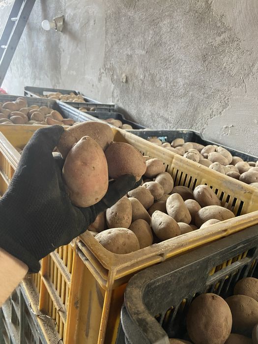 Cartofi producția 2025