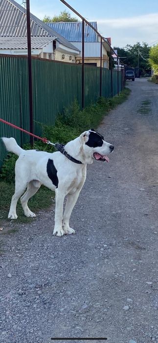 Продам щенка алабая девочка