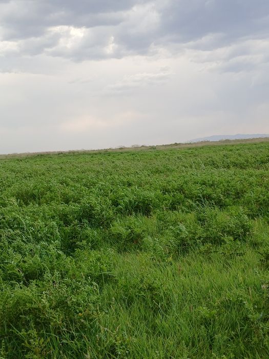 ФАЗЕНДА сатылады