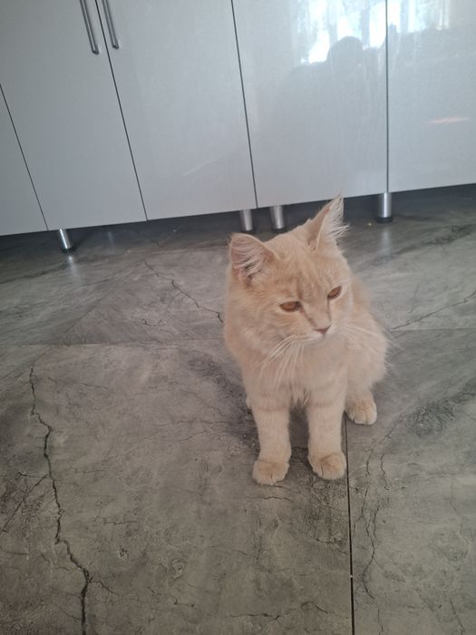 Aqilliy pishakcha