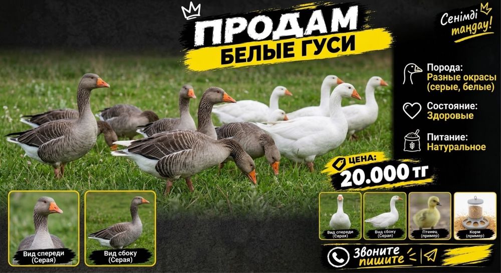 Продам белые серые гусы домашные