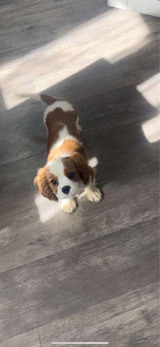 Продаются Щенки Кавалер Кинг Чарльз Спаниеля!