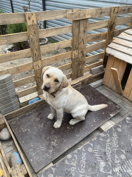 Продам собаку лабрадор