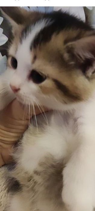 Шотландцы 1,5месяц .Приучены.