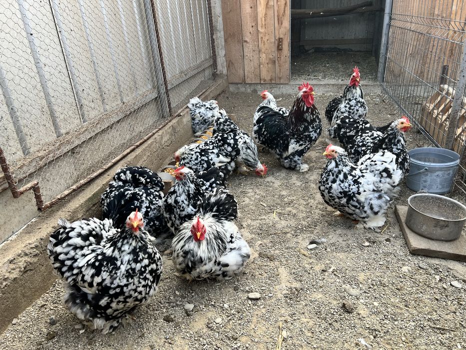 Oua de incubat colchinchina pitic