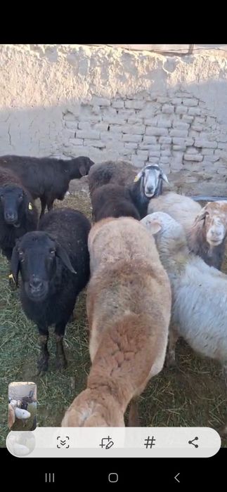 Қой тоқты сатылады