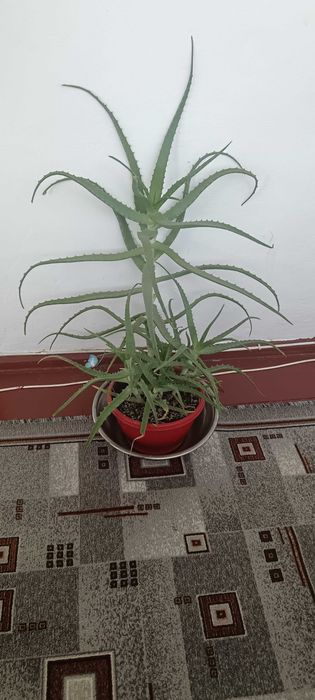 Aloe Arborescens Elixir BIO (6 ANI) Ideală Rețeta AOIA