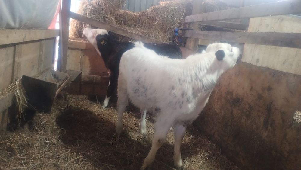 De vânzare 3 vitei și o vițea