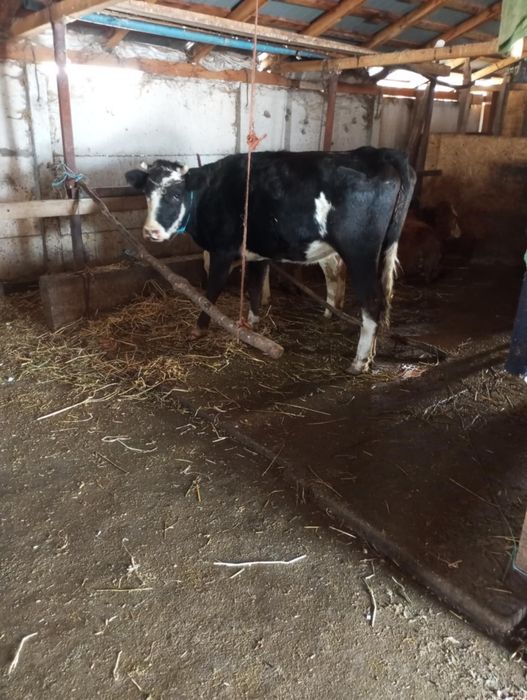 Vând sau schimb vacă la primul vitel