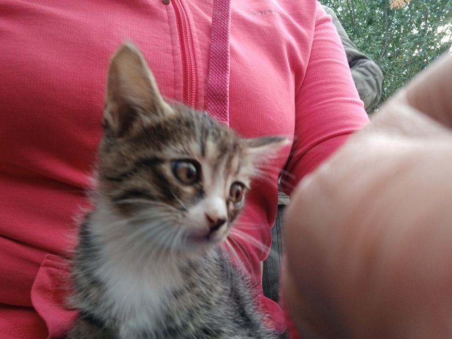 Найдены котята, срочно нужен дом !