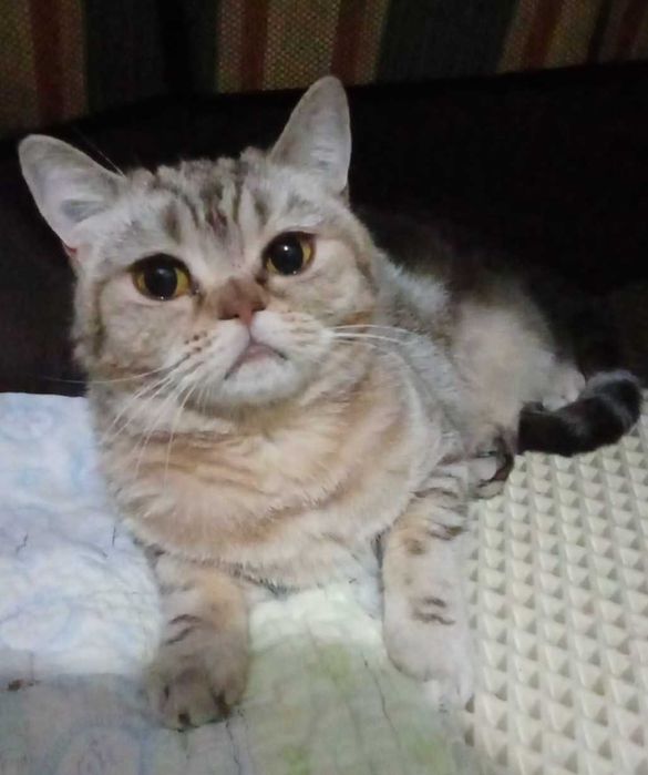 Необычная кошечка ищет дом