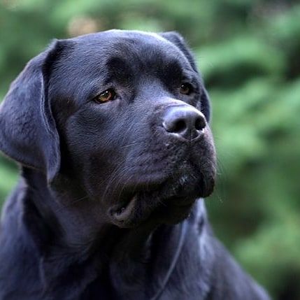 Лабрадор ретривер