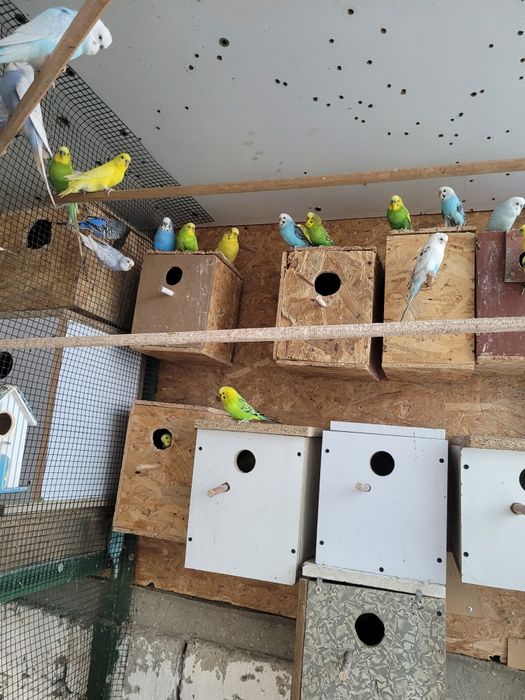 Papagali peruși diferite culori