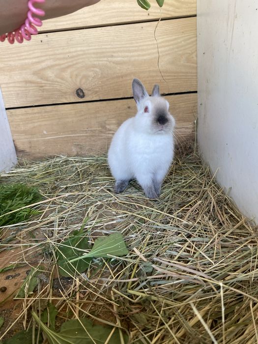 Pui de iepure REX PITIC, cu varsta de 4 luni, femelă