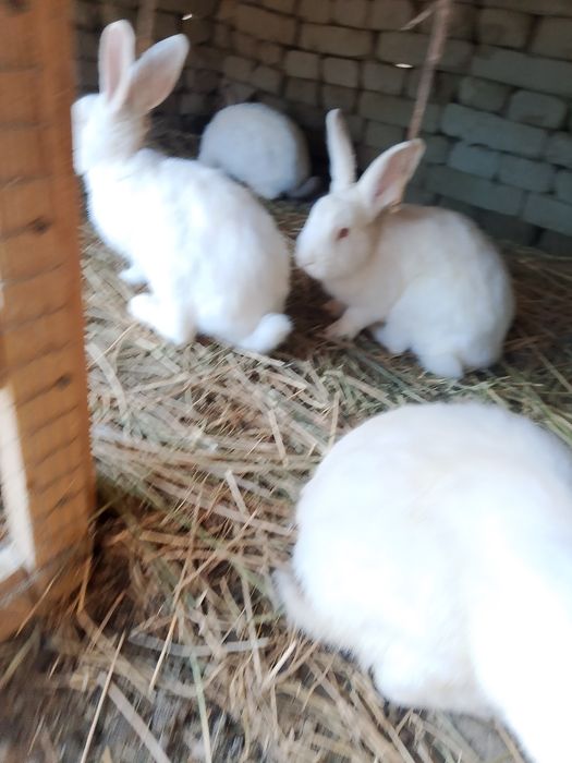 куёнлар сотилади