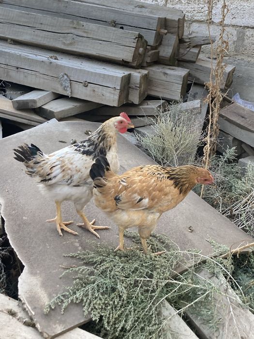 4 айлық тауық болып қалған балапандар