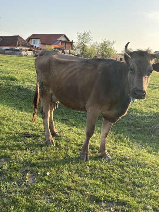 Vand 8 vaci mai multe detali la numarul de telefon