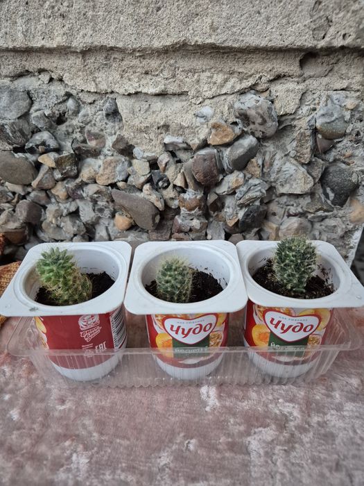 Кактусы мамиллярия