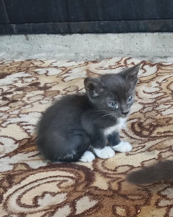Отдам котят в хорошие руки!
