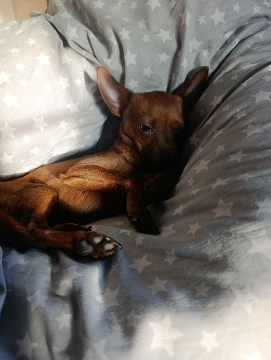 Предлагается кобель для вязки