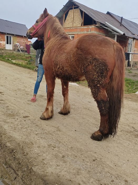 Vând manza de 3 ani