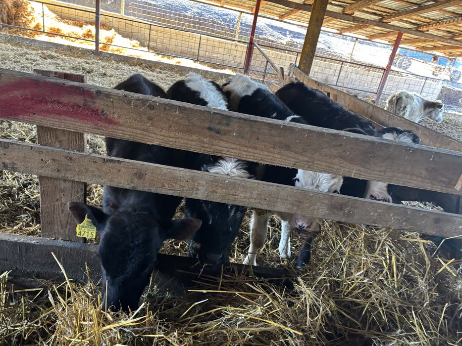 4 vitele metis angus