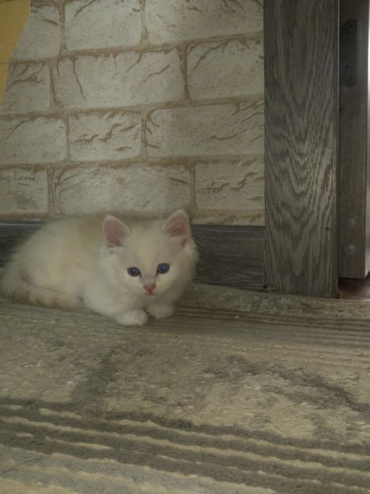 Котята в хорошие руки.
