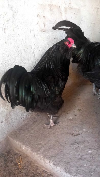 Петли Амераукана 4 броя