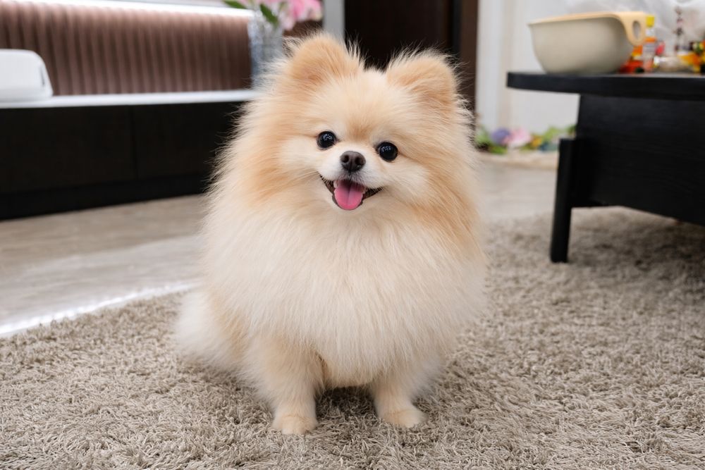 Спасённая малышка шпиц ищет свою семью