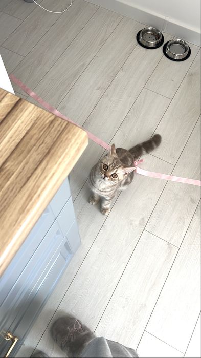 Ищем нашему  коту новый дом