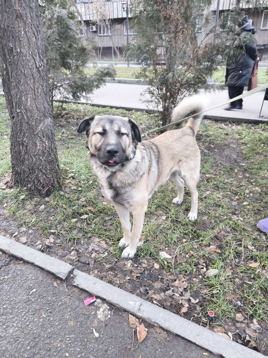 Ищем дом и надёжные руки