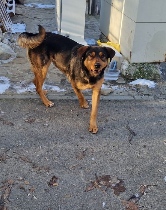 Donez caine femela si mascul